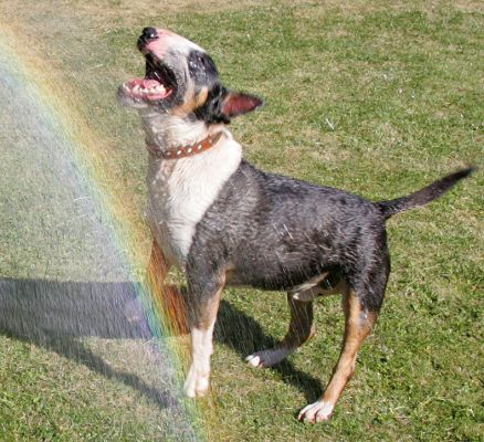 Tapa and The Water Rainbow
Palabras clave: Tapa bull terrier garden hose rainbow water teeth summer afternoon Lucies Farm