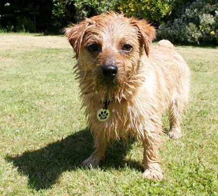 Teddy
Teddy looking a bit wet after he proudly decided that he wanted to swim across the pool at the bottom of the fountain.
Schlüsselwörter: Teddy Norfolk terrier wet dog Lucies Farm dog boarding