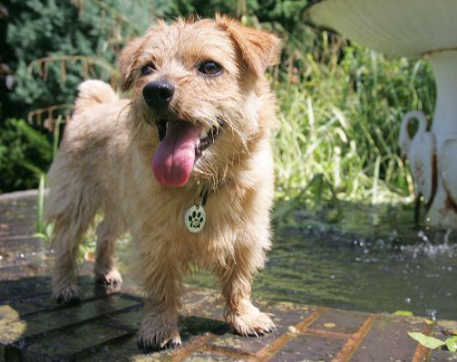 Teddy
Avainsanat: Teddy Norfolk terrier fountain Lucies Farm dog boarding dog kennel summer