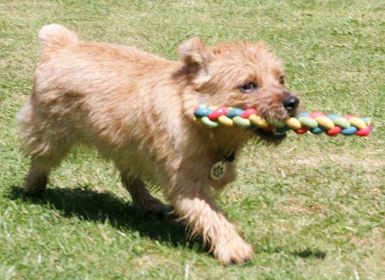 Teddy and the Rainbow Toy
Ключові слова: Teddy Norfolk terrier rainbow toy dog hotel dog boarding dog kennel Lucies Farm