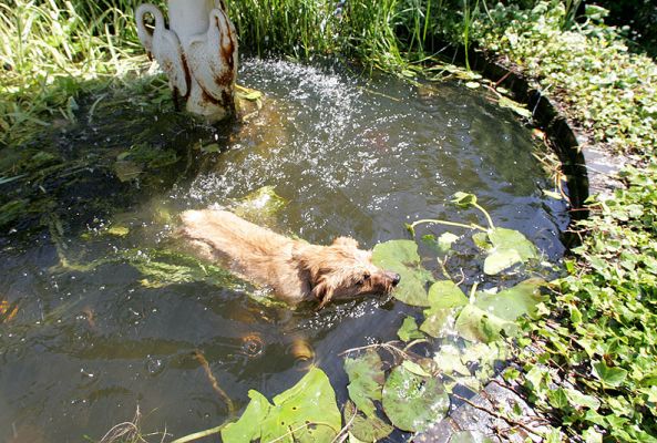 Teddy Swimming in the Fountain
Teddy had been playing on the edge of the fountain.  He really wanted to jump in, but then held back.  Finally, he just did a belly flop and jumped.  He then proudly swam from the one side to the other, and then scampered up the bank.
Palabras clave: Teddy fountain swimming dog Lucies Farm Norfolk terrier