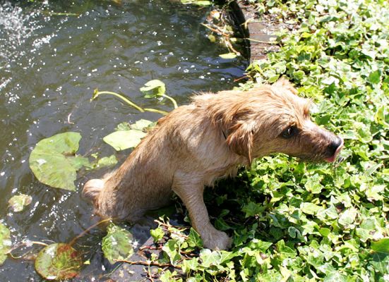 Teddy Scampering Out of the Fountain
I went to give him a helping hand, but he was out in a flash.
Palabras clave: Teddy Norfolk terrier swim pond fountain Lucies Farm dog boarding dog hotel