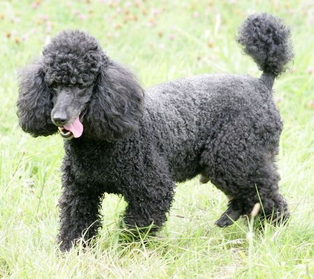 Słowa kluczowe: Bali India French Poodles dog kennel dog boarding Lucies Farm