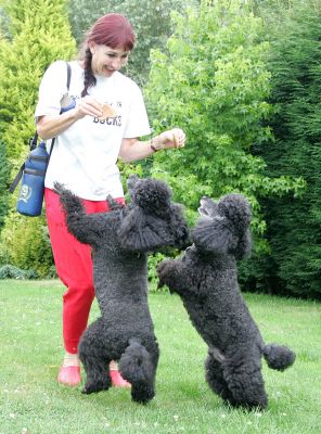 Marjorie With Bali and India
The plan was to bring some cookies so they'd both sit and we could take their pictures.  I was on the ground with the camera, and Marjorie was coming over with the cookies.  But then she was mugged!
Keywords: Bali India French Poodles dog kennel dog boarding dog resort Lucies Farm Marjorie cookies