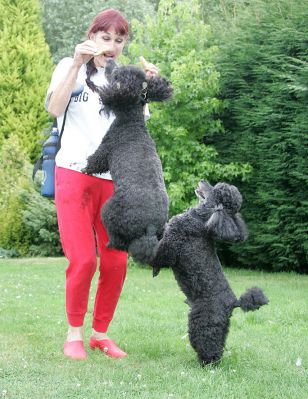 Bali and India Really Want Some Cookies
Ключові слова: Bali India French Poodles dog kennel dog boarding Lucies Farm Marjorie