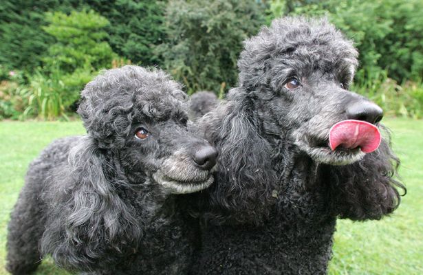 Keywords: Bali India French Poodles dog kennel dog boarding Lucies Farm