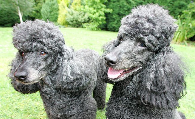 Palabras clave: Bali India French Poodles dog kennel dog boarding Lucies Farm Marjorie
