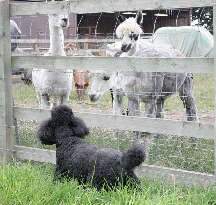Anahtar kelimeler: Bali India French Poodles dog kennel dog boarding Lucies Farm alpacas