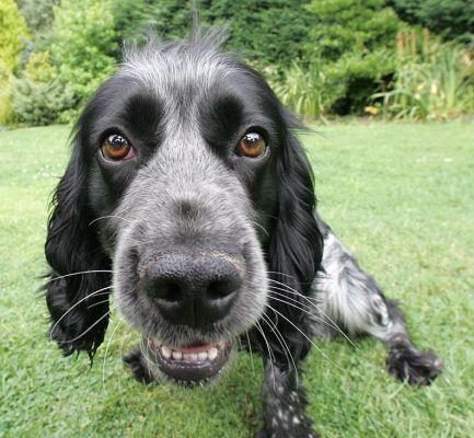 Bracken
Bracken was [i]really[/i] good at looking into the camera lens.
Palabras clave: Bracken cocker spaniel garden big nose camera lens Lucies Farm dog kennel dog resort