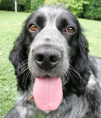 Bracken
That's quite a tongue.
Ključne besede: Bracken cocker spaniel garden tongue Lucies Farm dog kennel dog resort