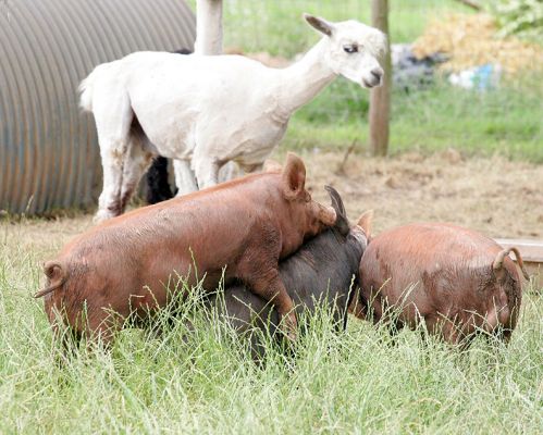 Tamworth Pigs Picking on Westbrook
These two young Tamworth boars are picking on Westbrook, our Berkshire boar, while Papeete the alpaca looks on --- with curiosity?
Palabras clave: Tamworth Berkshire pig alpaca Papeete Westbrook Lucies Farm pork