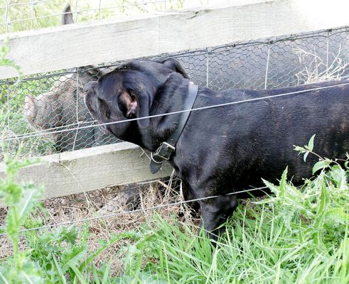 Lennox and Westbrook
Lennox the Stafordshire terrier wanted to get up close and personal with Westbrook, the Berkshire boar.
Keywords: Lennox Staffordshire terrier Westbrook Berkshire boar Lucies Farm dog hotel