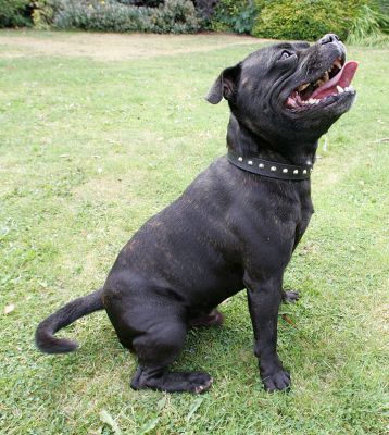 Lennox
Palabras clave: Lennox Staffordshire Terrier Lucies Farm dog hotel dog kennel
