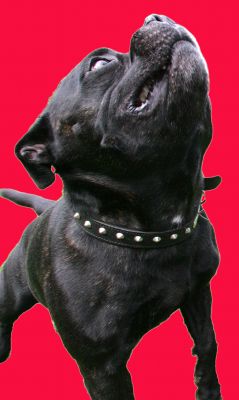 Lennox Looking Up
Anahtar kelimeler: Lennox Staffordshire terrier Lucies Farm dog hotel dog kennel dog resort