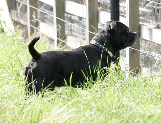 Lennox Watching the Chickens
Avainsanat: Lennox Staffordshire terrier Lucies Farm luxury dog hotel dog boarding dog kennel