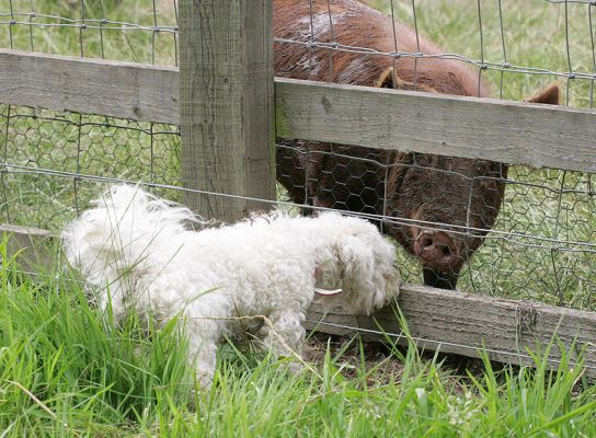 Morgan and the Tamworth Pig
Keywords: Morgan Lucies Farm dog hotel dog kennel dog boarding Tamworth pig boar