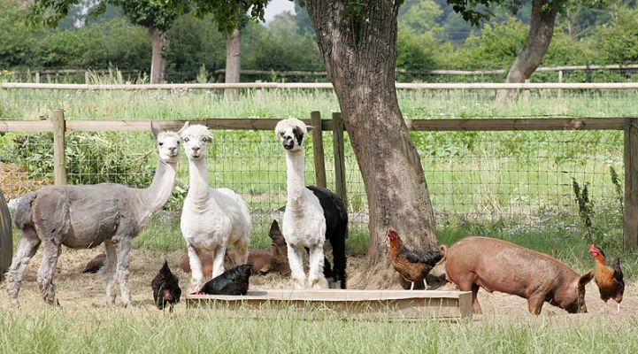 Alpacas, Chickens, and Pigs
A bit of summer sunshine at Lucies Farm.  The three male alpacas are always together, and don't seem all that bothered by the presence of pigs and chickens.  I love when the pigs lie down for a rest, and the chickens peck at (I suppose) tiny insects in the pigs' ears.
Λέξεις-κλειδιά: Tamworth pig alpacas chickens insects Lucies Farm