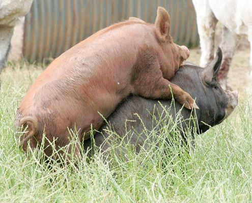 Tamworth (top) and Berkshire (bottom) Boars
Westbrook, our Berkshire boar, will only put up with this "pig cuddling" for about two seconds!
Keywords: Tamworth Berkshire pigs boars cuddling Lucies Farm