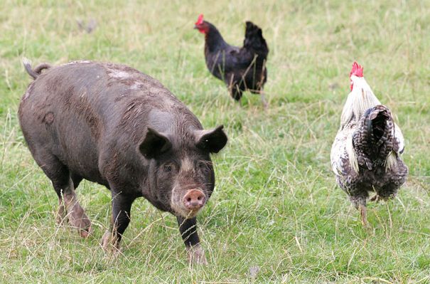 Westbook and the Chickens
Westbrook is our Berkshire boar.
Ključne besede: Westbrook boar Berkshire pig chickens Black Rock chickens Lucies Farm