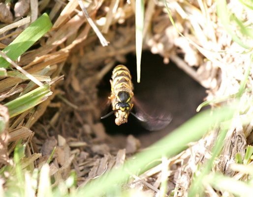 Yellow-Jacket Wasp
We seem to have a wasps' next in the ground next to Kea's and Pau's bench.  I took about a dozen photos --- this is the only one where the wasp is in focus.  There's actually a [url=http://www.dpi.vic.gov.au/dpi/nreninf.nsf/LinkView/BC50D70E6B6FBBE3CA256BCF000AD59CD724411B6D46D7424A256DEA0029512F]guide on the internet[/url] to tell you what the markings mean.  I think they mean "nasty -- avoid."  Apparently you can freeze the nest, or pour boiling water down the opening.  As if!
Schlüsselwörter: wasp nest yellow jacket bee sting Lucies Farm