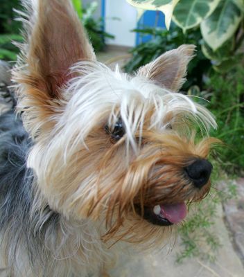 Layla
A new guest at the dog resort, Layla, enjoying some time in the orchid house.
Λέξεις-κλειδιά: Layla Yorkshire terrier orchid house Lucies Farm dog resort dog hotel