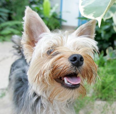 Layla
Palabras Clave: Layla Yorkshire terrier Lucies Farm dog resort dog hotel