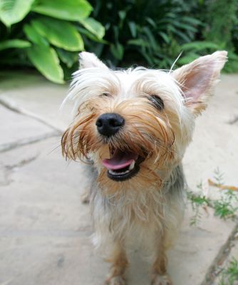 Layla - With A Big Smile
Keywords: Layla Yorkshire terrier Lucies Farm dog boarding dog kennel dog hotel dog resort