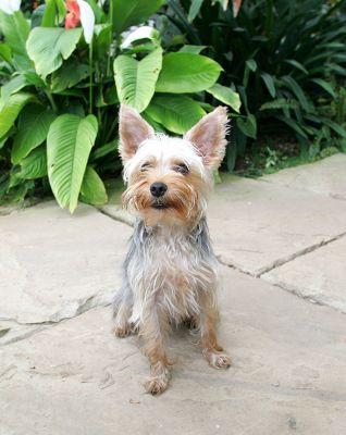 Layla -- Looking Cute
Keywords: Layla Yorkshire terrier cute Lucies Farm dog kennel dog boarding dog hotel