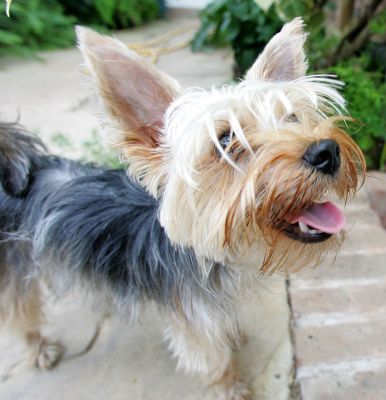 Layla
Ključne besede: Layla Yorkshire terrier Lucies Farm dog hotel dog kennel dog boarding