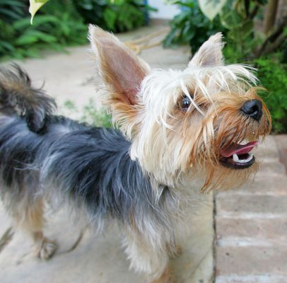Layla
Ключови думи: Layla Yorkshire terrier Lucies Farm dog hotel dog boarding dog kennel