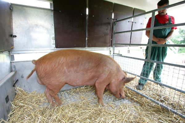 Tamworth Boar, Waiting for the Vet
The best way we could think of isolating the Tamwroth boar so the vet could check his back leg was to lure him into the stock trailer with food.  In the end, he managed to push open the metal gate and escape.
Anahtar kelimeler: Tamworth boar stock trailer escape pig lame Lucies Farm