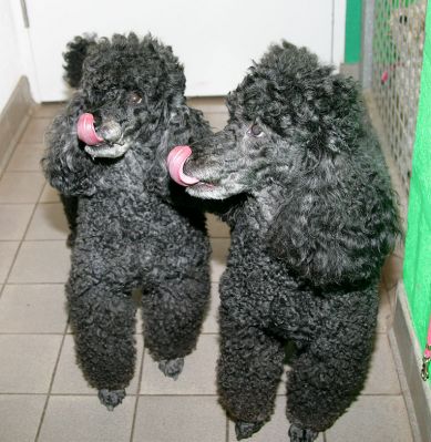 Bali and India Licking Their Chops
The doggies love our [url=http://www.luciesfarm.co.uk/acatalog/Dog_Cakes_and_Cookies.html]aniseed biscuits[/url].
Klíčová slova: Bali India tongue lick French poodle aniseed biscuit Lucies Farm dog boarding dog kennel