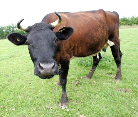 Betty
Betty, the Gloucester cow, having a bit of a nose to see what I'm doing.
Słowa kluczowe: Betty Gloucester Cow nose cattle Lucies Farm