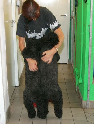 Marjorie Giving Bali and India a Cuddle
Ключові слова: Bali India French poodles Marjorie dog boarding dog kennel Lucies Farm