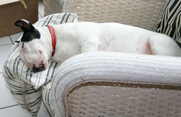 Kiko in His Favourite Postion -- Asleep
Kiko managed to make a little "extension" on the chair in the conservatory so his head would be supported and comfortble.
Keywords: Kiko conservatory pillow Bull Terrier asleep Whitecroft