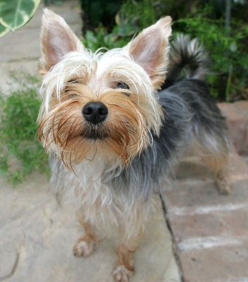 Layla
Mots-clés: Layla dog hotel Yorkshire terrier Lucies Farm dog kennel dog boarding