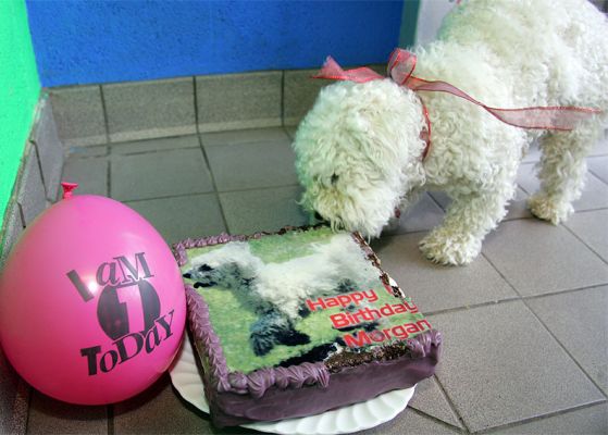 Morgan Enjoying Her First Birthday Cake
Morgan, a guest at our [url=http://www.dog-hotel.co.uk]luxury dog resort[/url], enjoying her first birthday cake --- complete with her photograph.
Keywords: Morgan birthday cake Lucies Farm dog cake dog boarding dog kennel dog resort