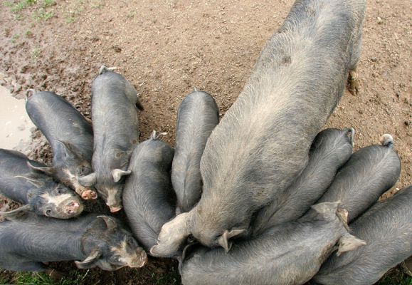 Berkshire Piglets and their Mother
Not so small any more . . 
Ключові слова: Berkshire piglets mother Lucies Farm kurobuta pork