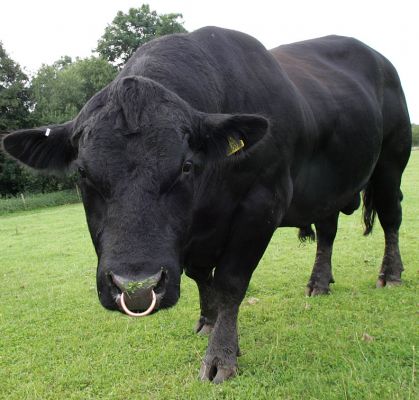 Rull Balletcruz B012, our Aberdeen Angus Bull
The folks who sold us Rull Balletcruz B012, Mr. and Mrs. M. C. Jones, had a healthy respect for him.  He looks quite menacing from this viewpoint, but I don't think he liked my camera.  He was busy eating and relaxing on a Sunday afternoon at Lucies Farm.
Ключові слова: Rull Balletcruz B012 Aberdeen Angus bull M. C. Jones Sunday afternoon Lucies Farm
