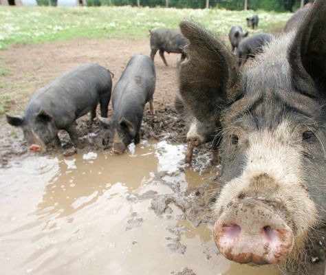 Berkshire Piglets and their Worried Looking Mother
Keywords: Berkshire piglets kurobuta pig pork Lucies Farm mud