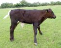 gloucester-calf.jpg