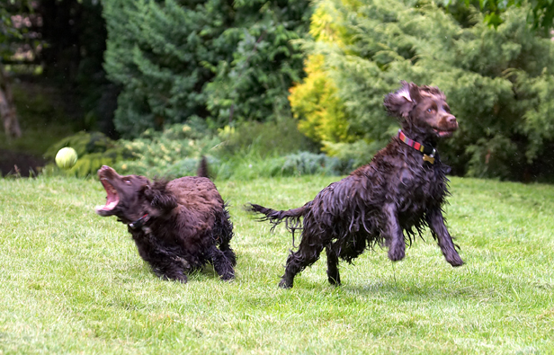 Where'd the ball go????
Ключові слова: Cocker Spaniel Dog Dogs Fizzy Play Playing Poppy Run Running Spaniels