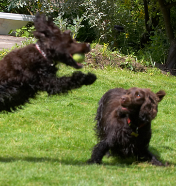 Wow, wot a catch
Anahtar kelimeler: Ball Cocker Spaniel Dog Dogs Fizzy Play Playing Poppy Run Running Spaniels