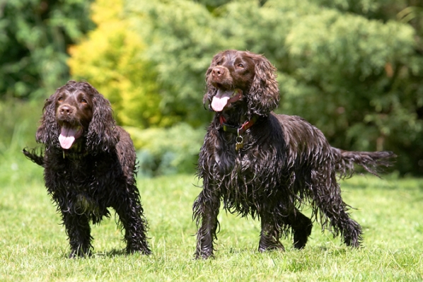 We're gasping
Keywords: Cocker Spaniel Dog Dogs Fizzy Play Playing Poppy Run Running Spaniels Tongue