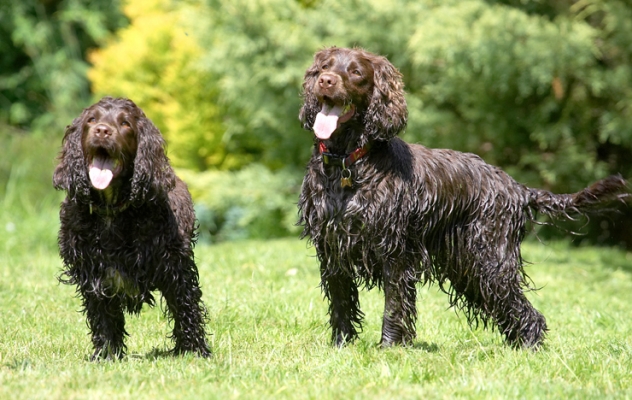 OK, we're paying attention
Ключови думи: Cocker Spaniel Dog Dogs Fizzy Play Playing Poppy Run Running Spaniels Tongue