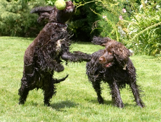 Darn it, we both missed
Ključne besede: Cocker Spaniel Dog Dogs Fizzy Play Playing Poppy Run Running Spaniels