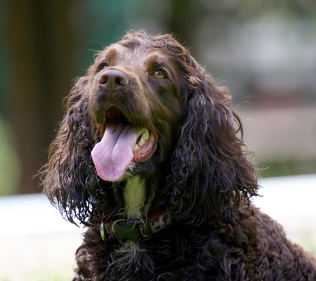 You got something for me
Klíčová slova: Cocker Spaniel Dog Dogs Fizzy Play Playing Poppy Spaniels Tongue