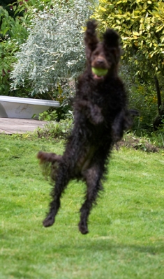 I AM good at this
Keywords: Ball Cocker Spaniel Dog Dogs Fizzy Leaping Play Playing Poppy Run Running Spaniels