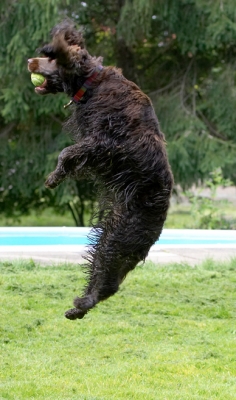 Cirque de Soleil here I come
Palabras clave: Ball Cocker Spaniel Dog Dogs Fizzy Leaping Play Playing Poppy Run Running Spaniels