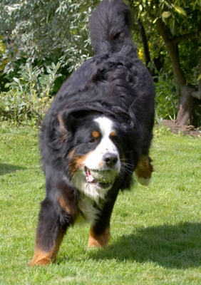 Light on my feet
Ključne besede: Ball Bernese Mountain Dog Digby Dog Dogs Play Playing Run Running